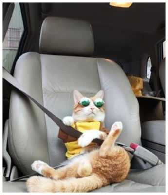 猫怎么带上客车（怎么带猫坐车）